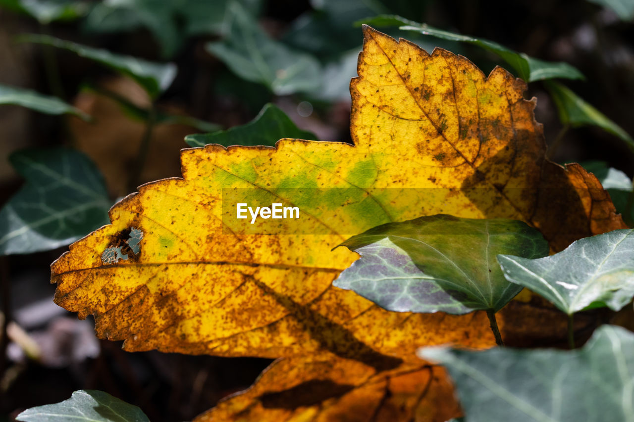 CLOSE-UP OF YELLOW MAPLE LEAF