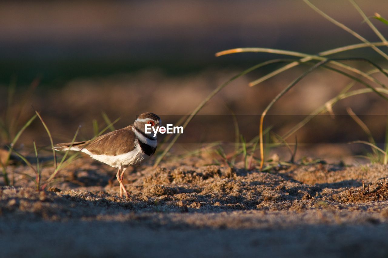 Bird on ground