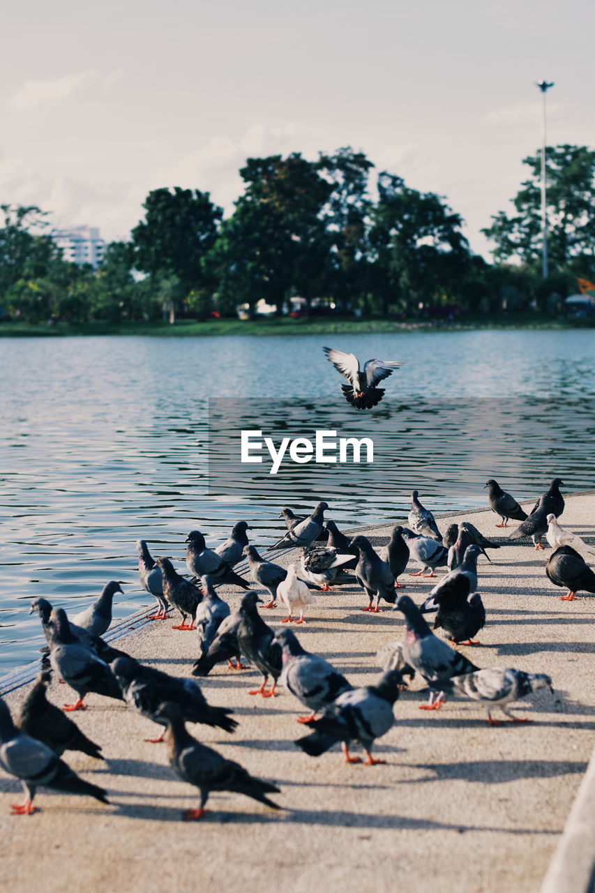 Birds flying over lake against sky