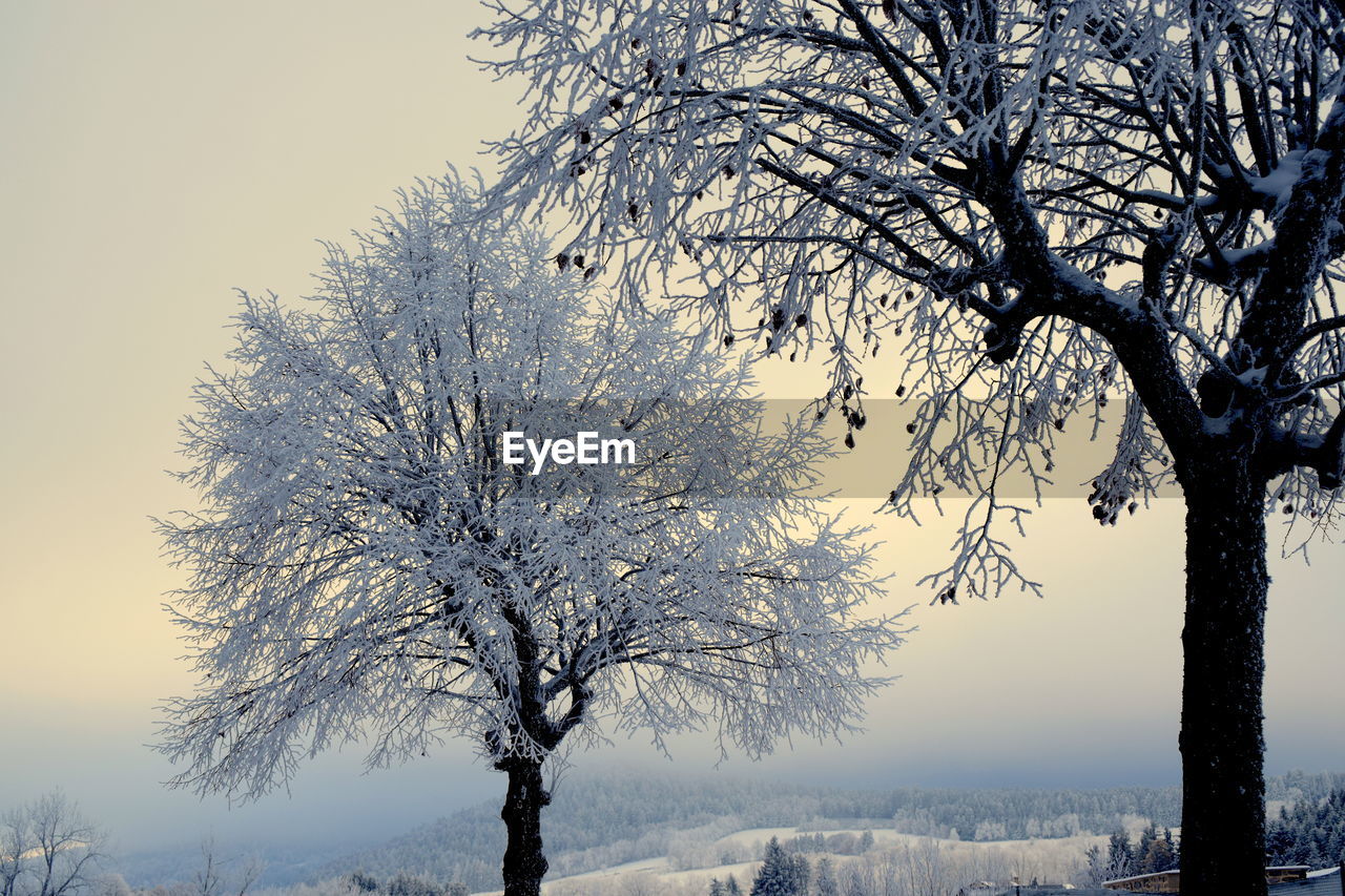 BARE TREE AGAINST SNOW COVERED PLANTS AGAINST SKY