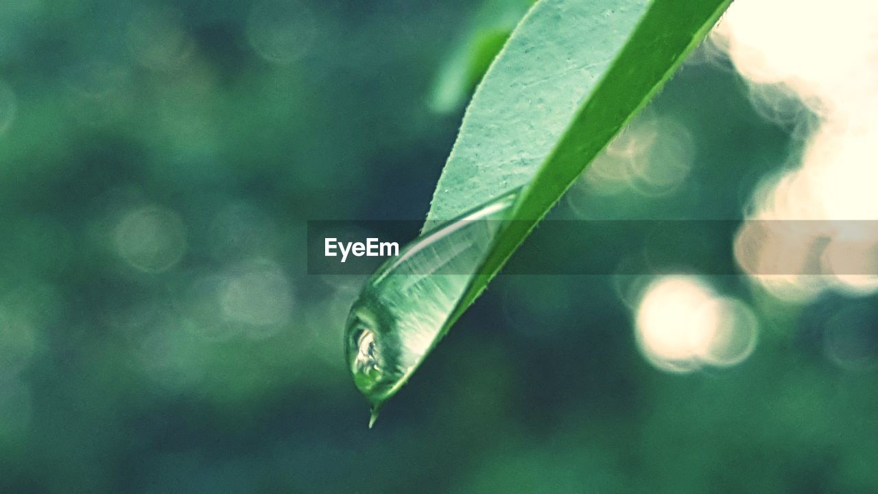 Close-up of water drop on leaf