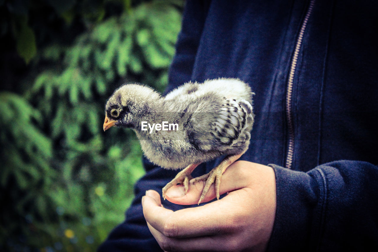 Midsection of person with young bird