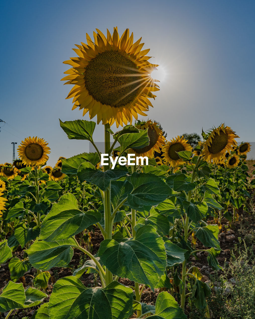 Yellow sunflowers and sunny sky background