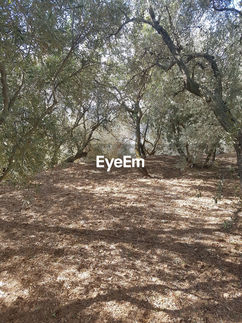 TREES ON LANDSCAPE