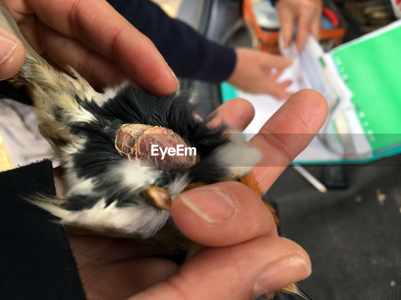 Cropped hands of man holding bird brood patch