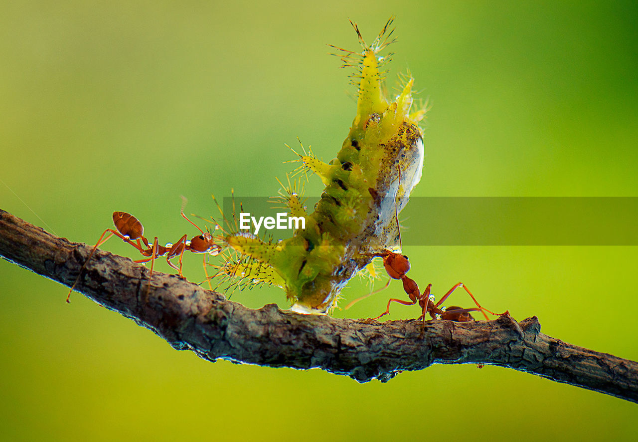 CLOSE-UP OF INSECT PERCHING ON BRANCH AGAINST GREEN LEAF