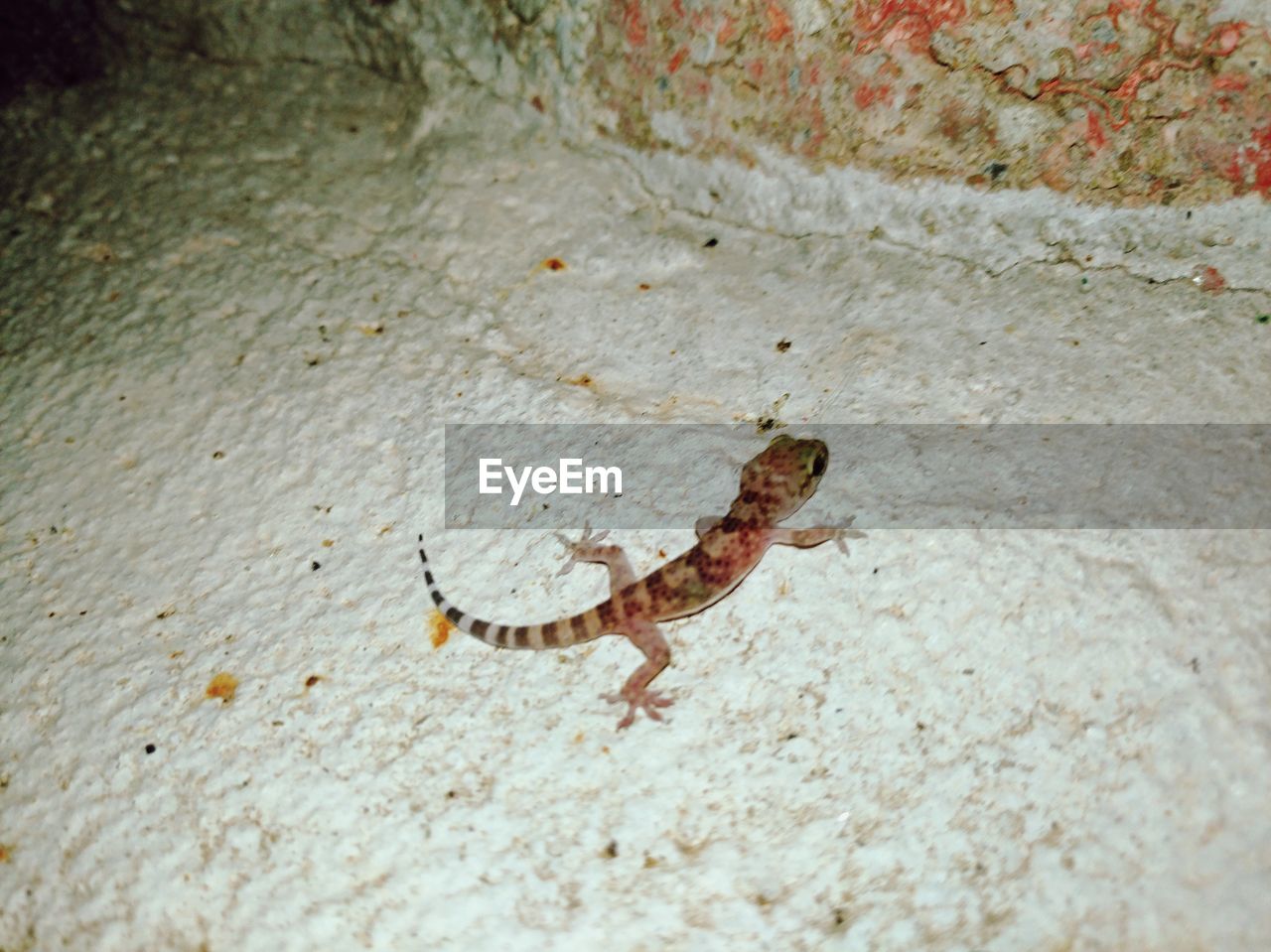 CLOSE-UP OF LIZARD ON WALL