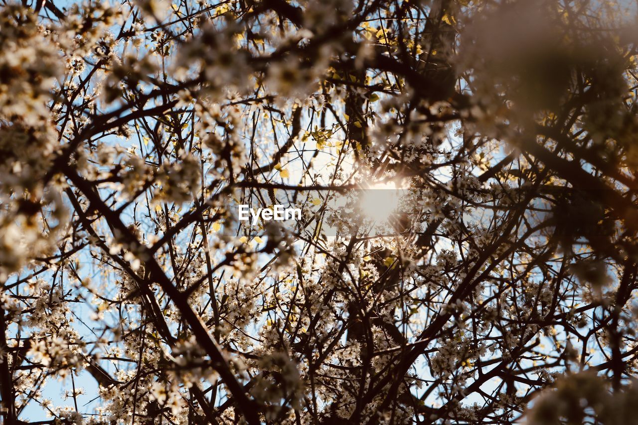 tree, plant, sunlight, branch, nature, low angle view, sky, spring, beauty in nature, leaf, winter, no people, flower, autumn, tranquility, light, growth, sun, outdoors, day, blossom, twig, backgrounds, springtime, sunbeam, lens flare, scenics - nature, freshness, back lit, fragility, morning