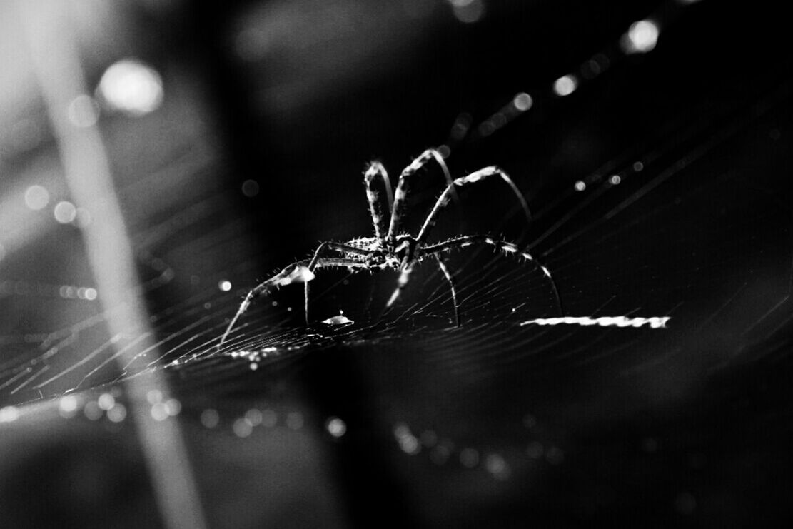 SPIDER WEB ON WEB