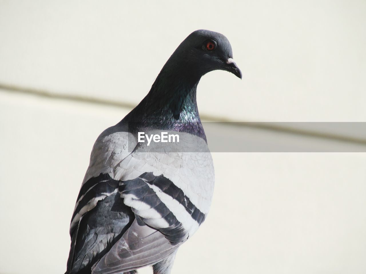 CLOSE-UP OF PIGEON PERCHING AGAINST WALL