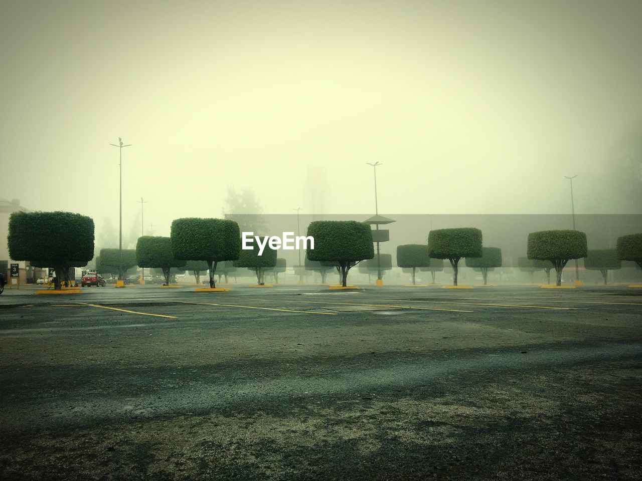 Topiary trees by street against sky during foggy weather