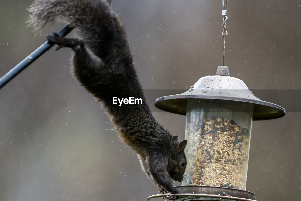 Stretched to the feeder