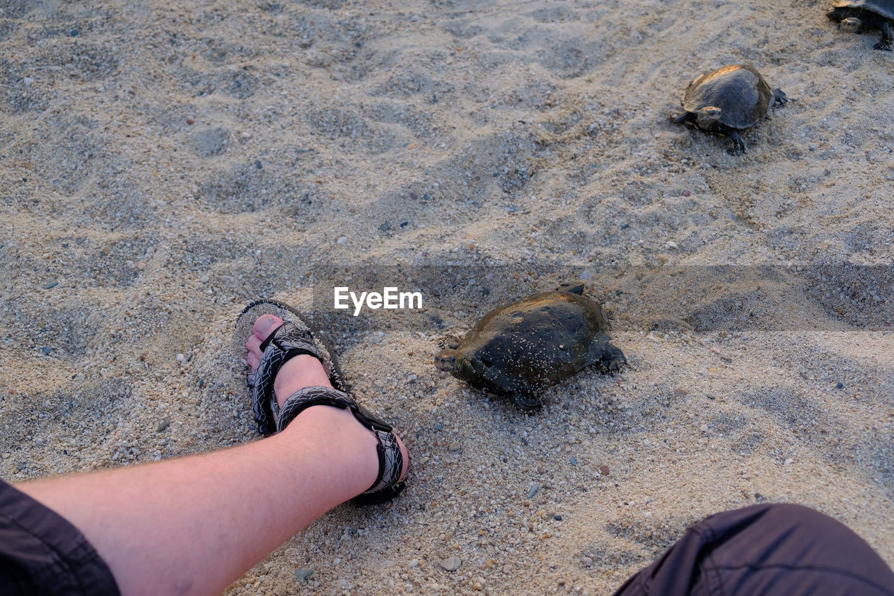 LOW SECTION OF PERSON WEARING SHOES ON SAND