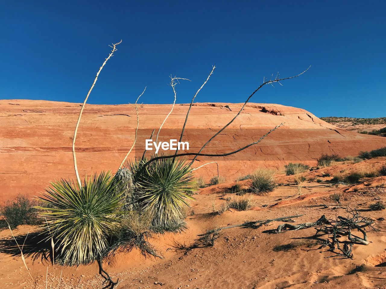 Plant growing on desert against sky