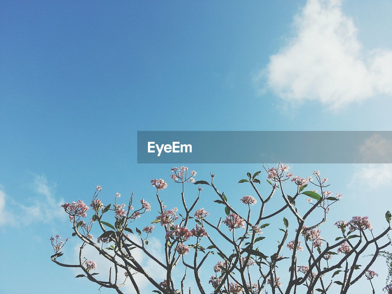 Low angle view of tree against sky on sunny day