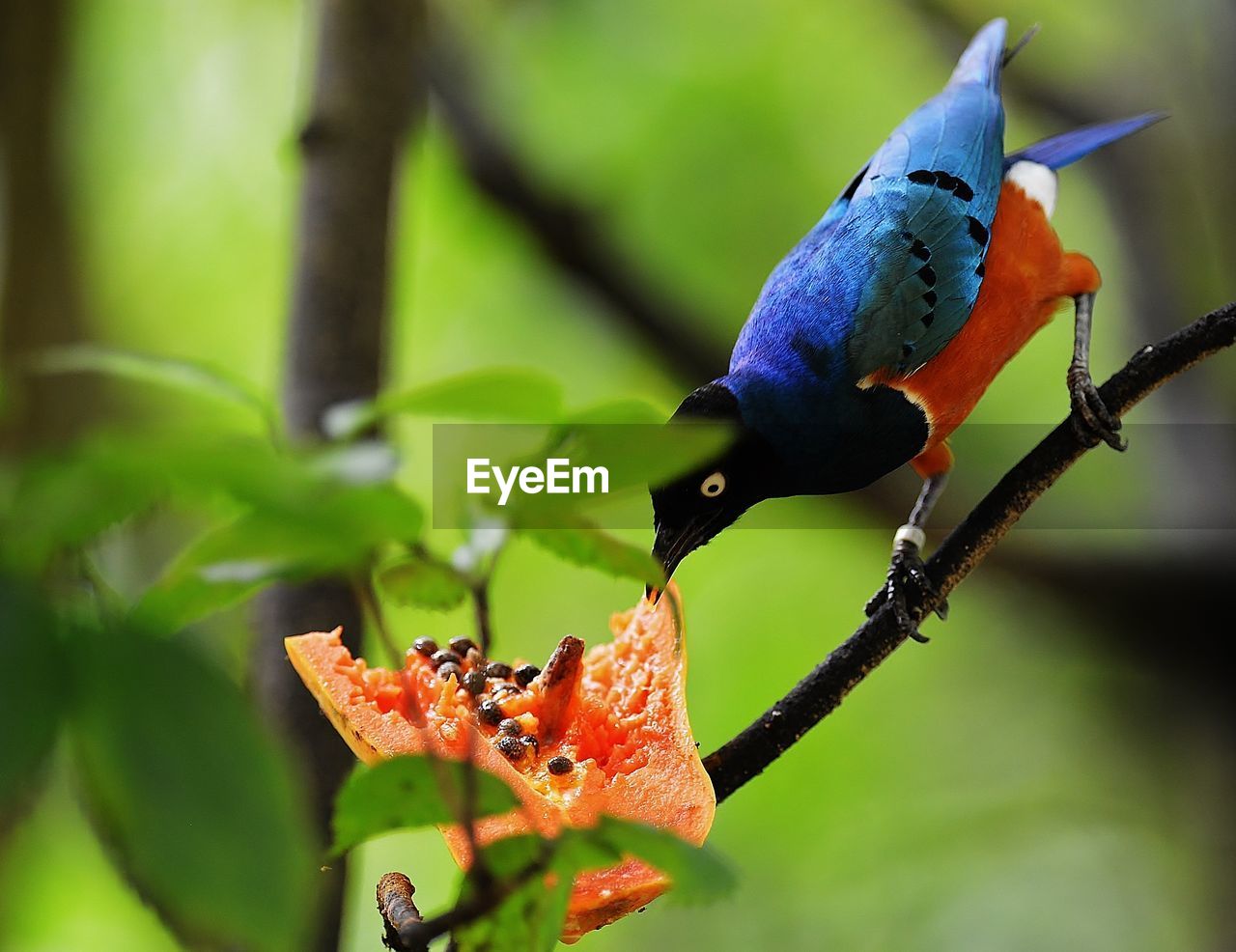 Close-up of superb starling feeding on papaya