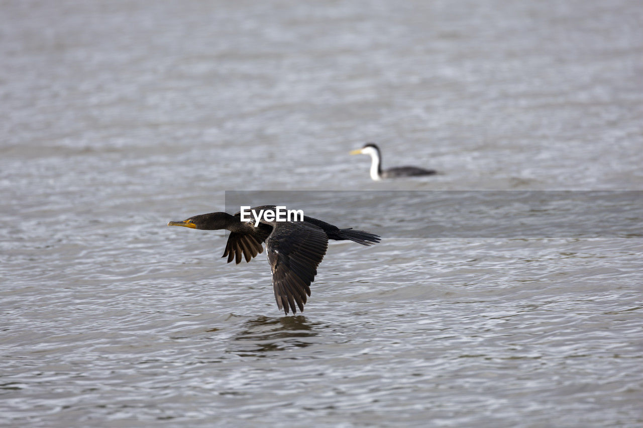 Cormorant flying over water
