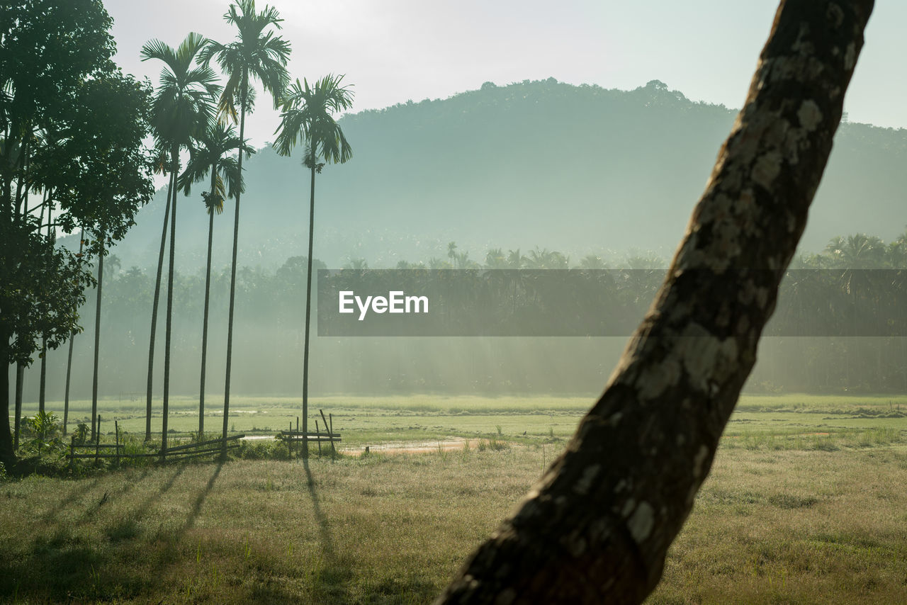 Trees on field against sky