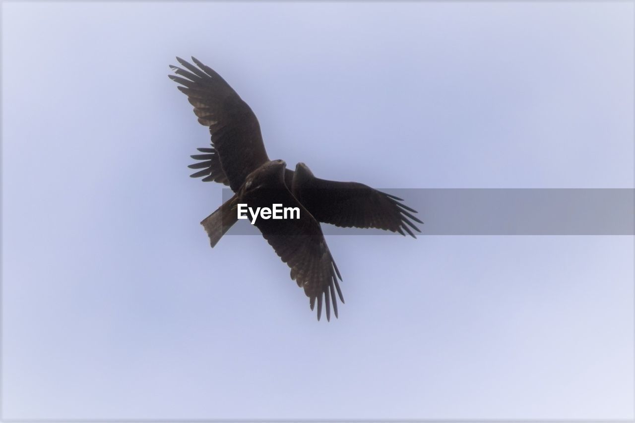 LOW ANGLE VIEW OF BIRD FLYING AGAINST CLEAR SKY