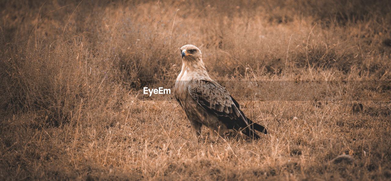 Close-up of red tailed eagle perching on field