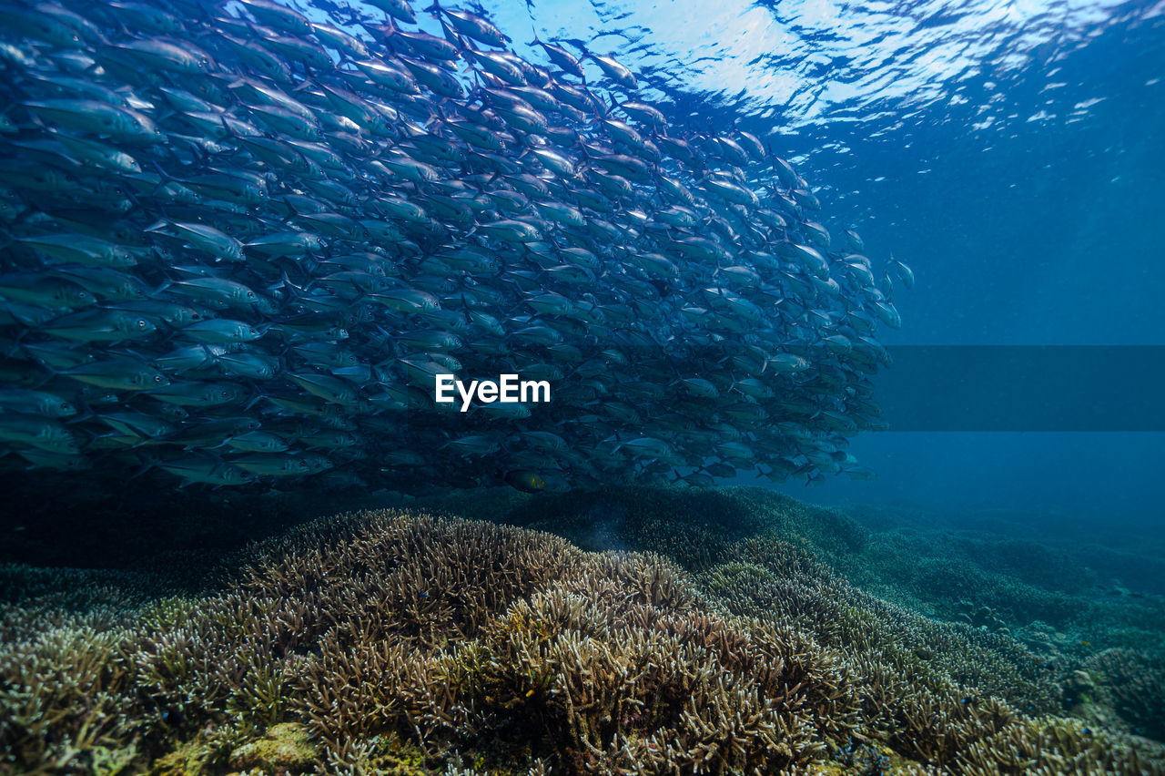 Full frame shot of sea and jackfish