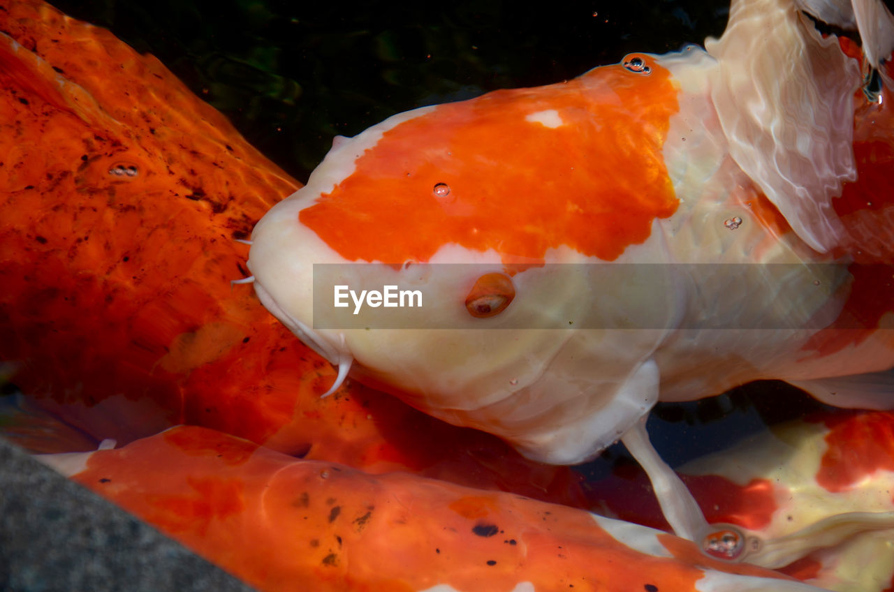 Close-up of orange jellyfish swimming in sea