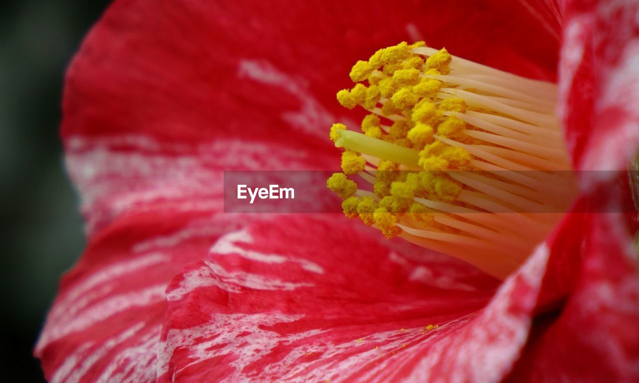 Close-up of red flower