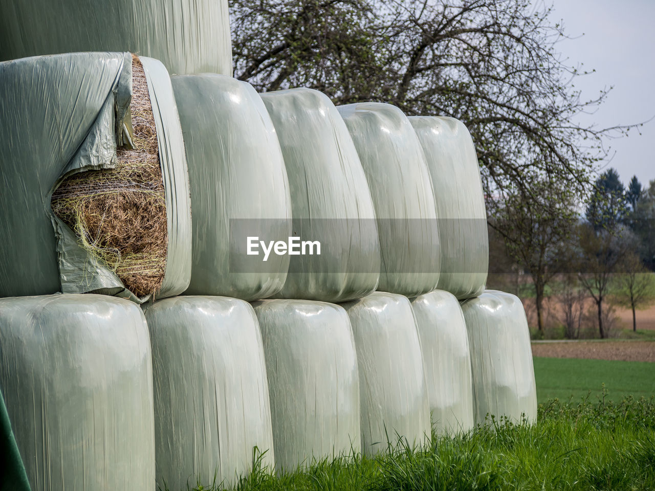 HAY BALES IN FIELD