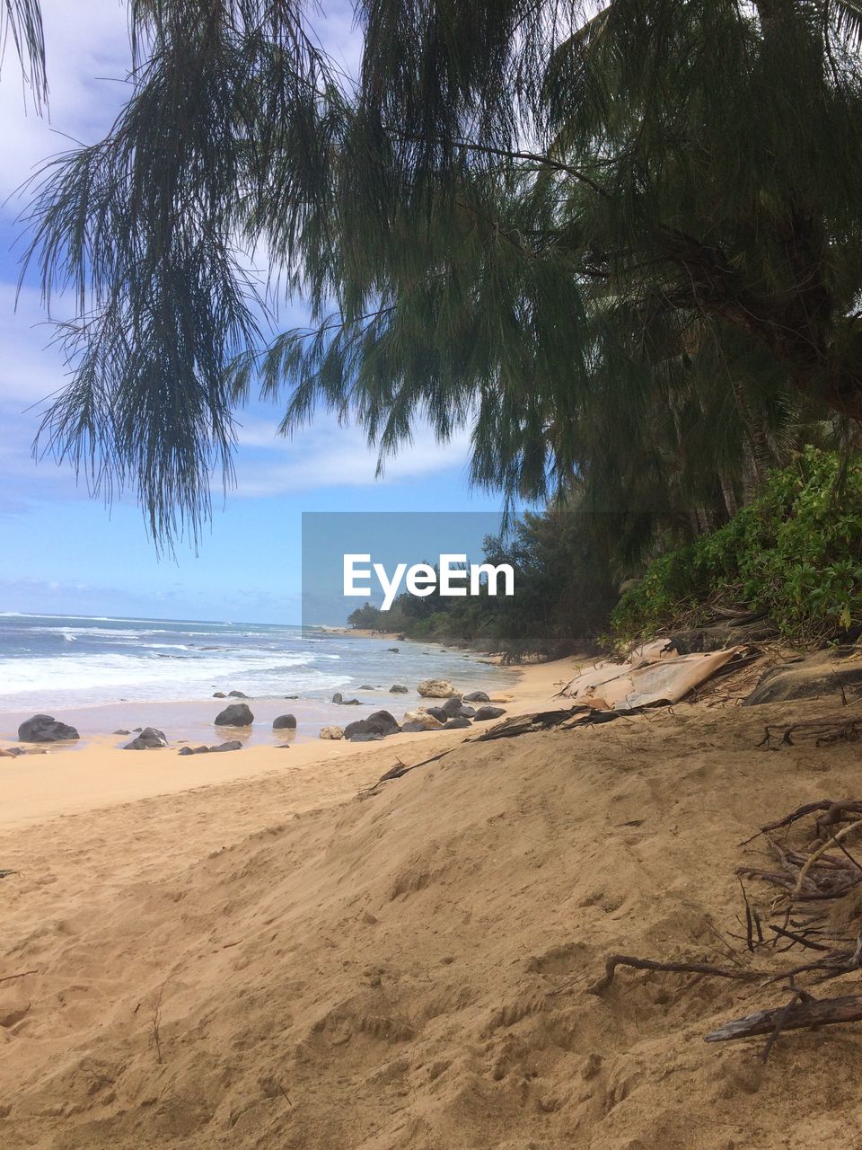 SCENIC VIEW OF TREES BY SEA