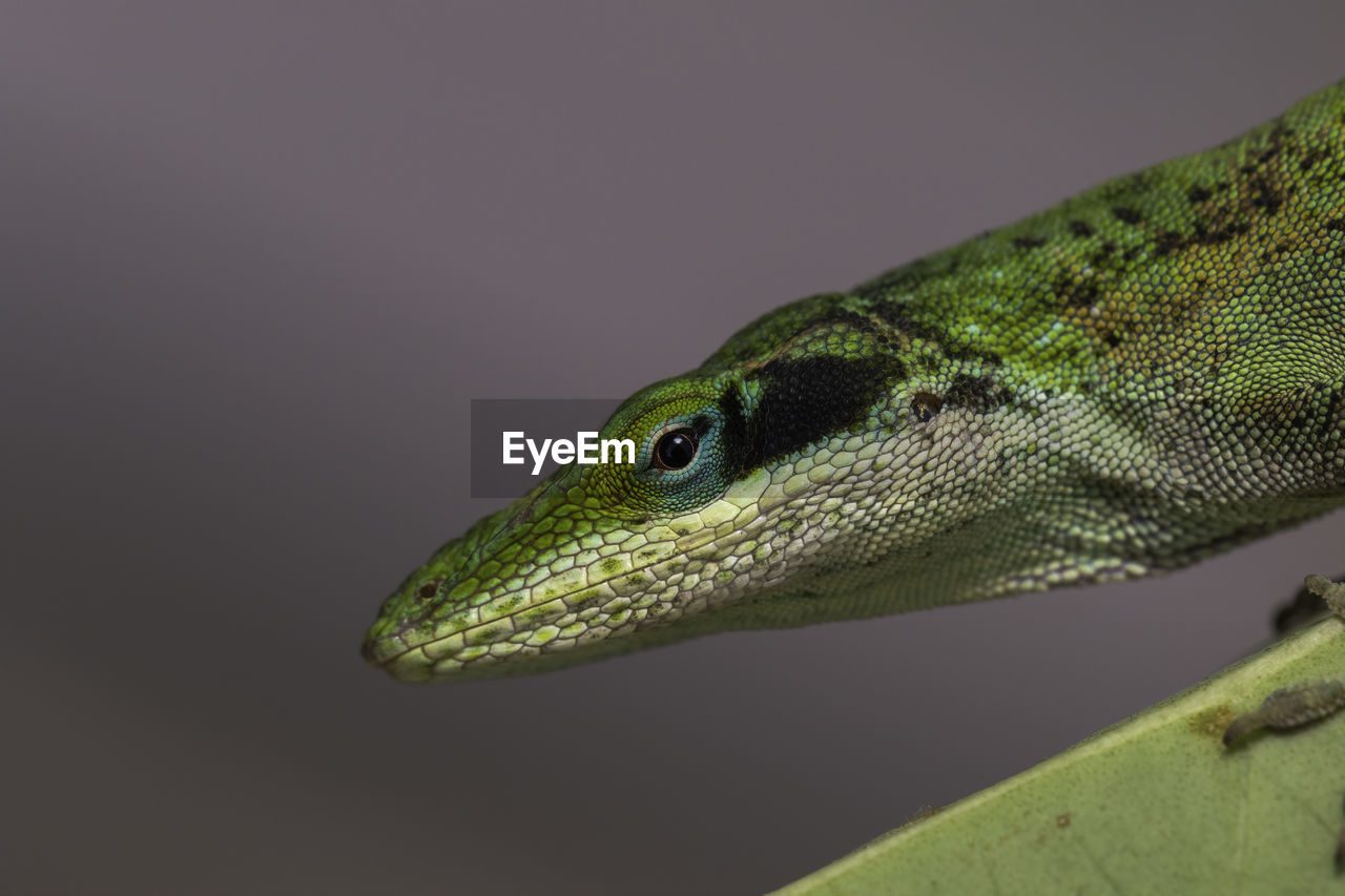 CLOSE-UP OF LIZARD