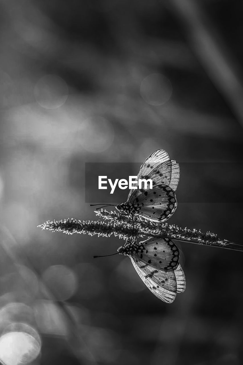 CLOSE-UP OF BUTTERFLY ON PLANT