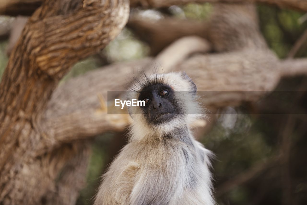 Close-up portrait of a monkey