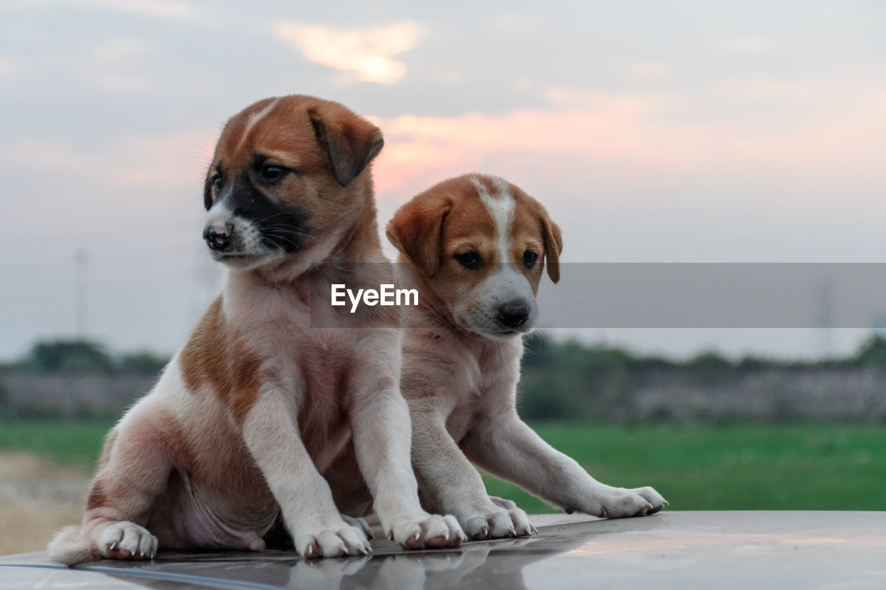 Puppies on car roof against sky