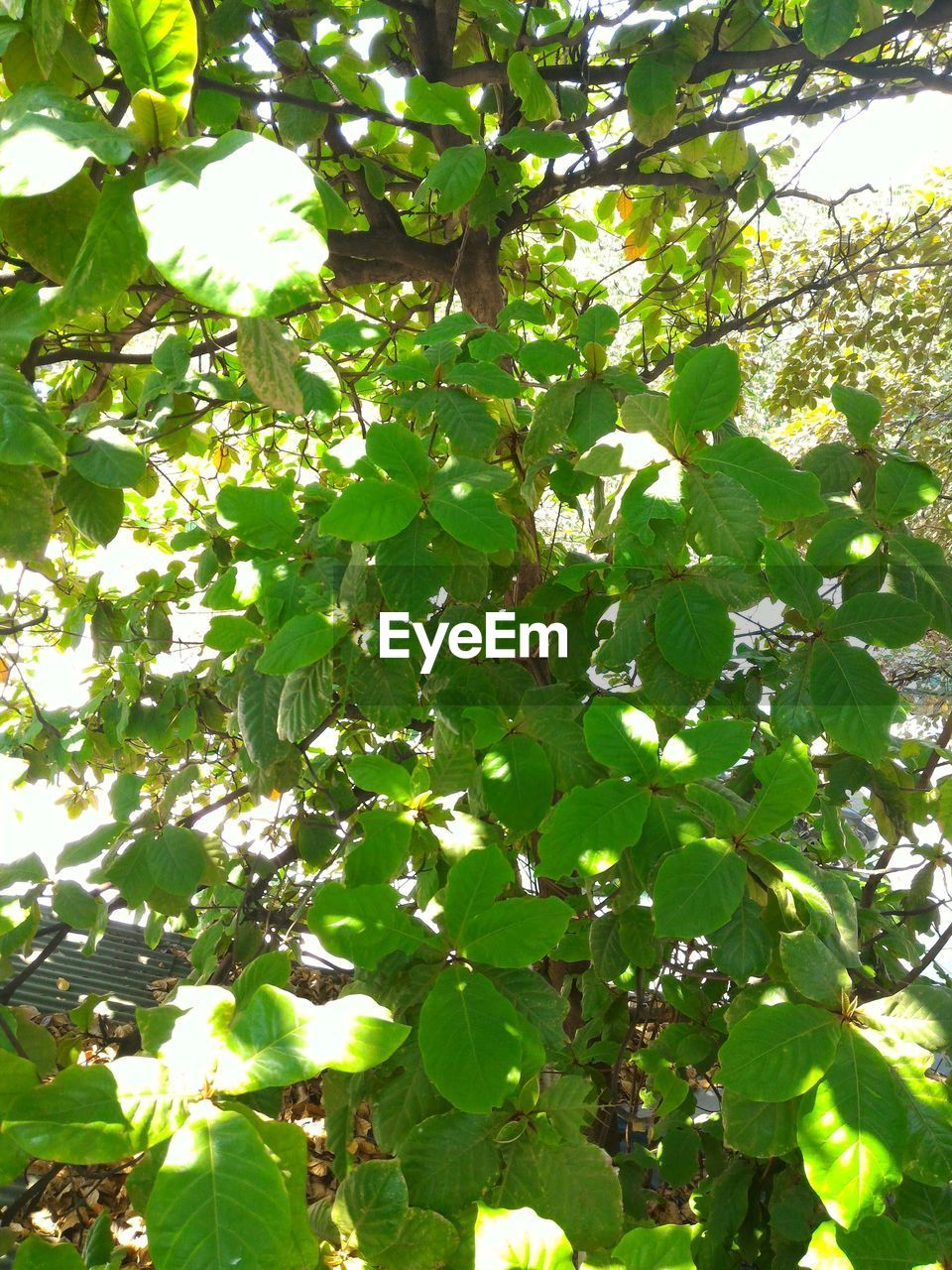 LOW ANGLE VIEW OF TREE BRANCH