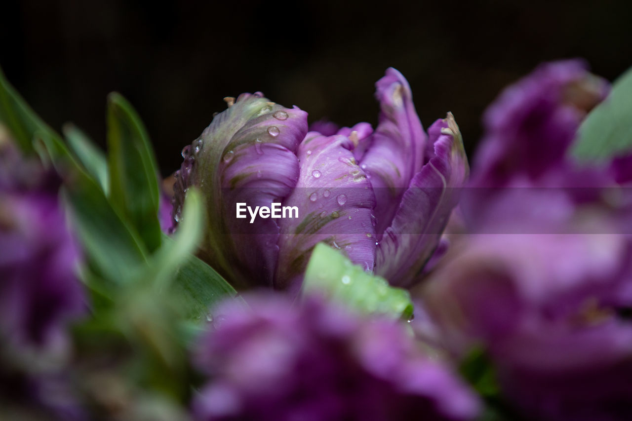 CLOSE-UP OF RAINDROPS ON PURPLE FLOWER