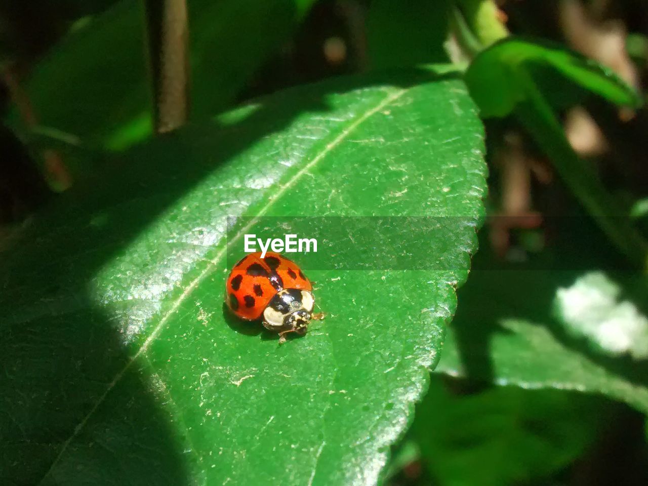 LADYBUG ON A LEAF