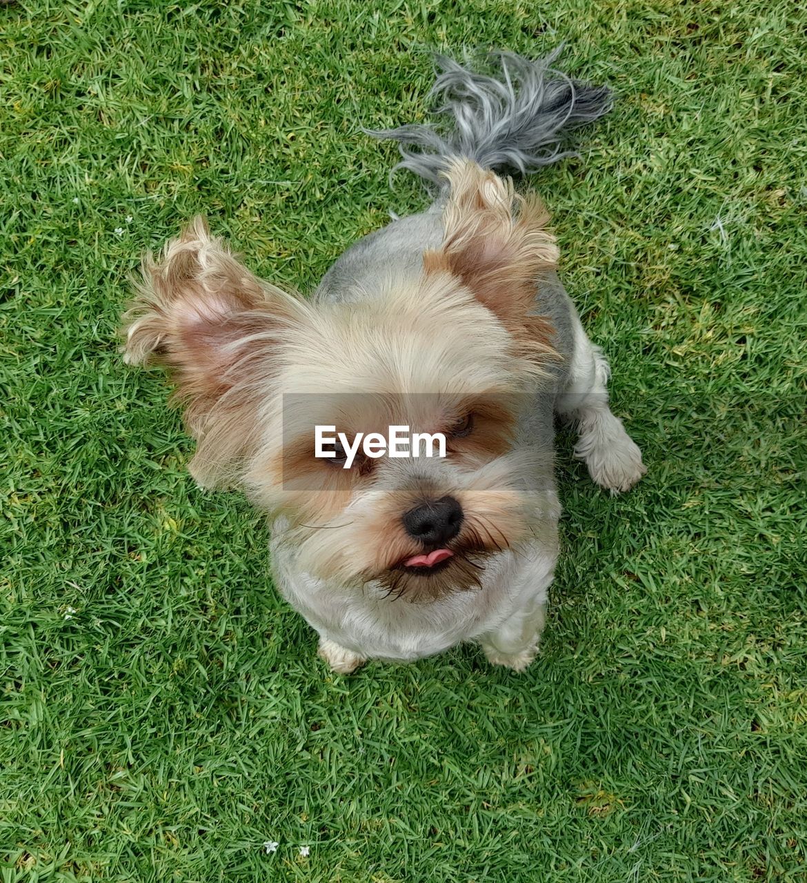 HIGH ANGLE VIEW OF DOG ON GRASS