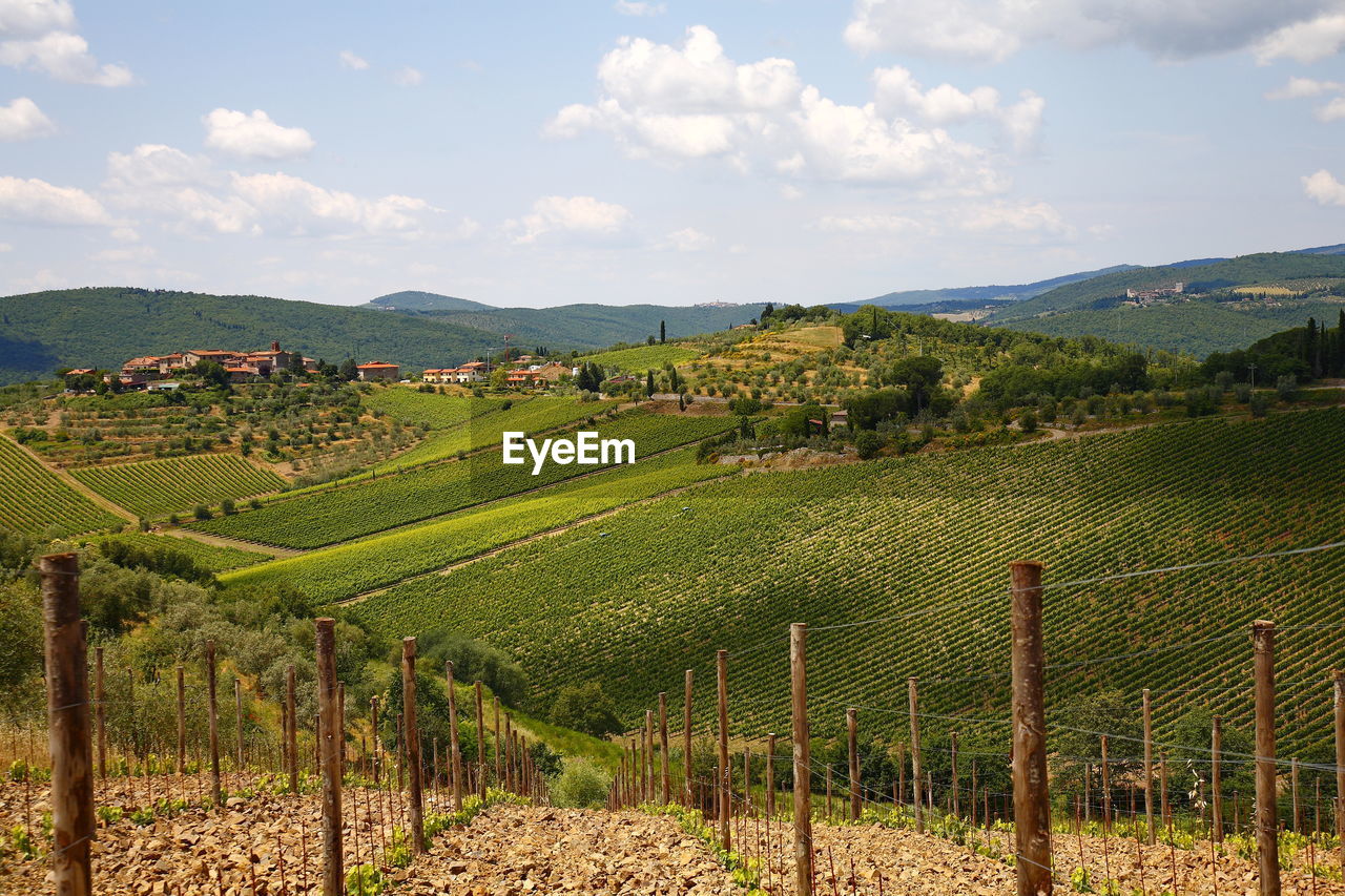 Scenic view of vineyard against sky