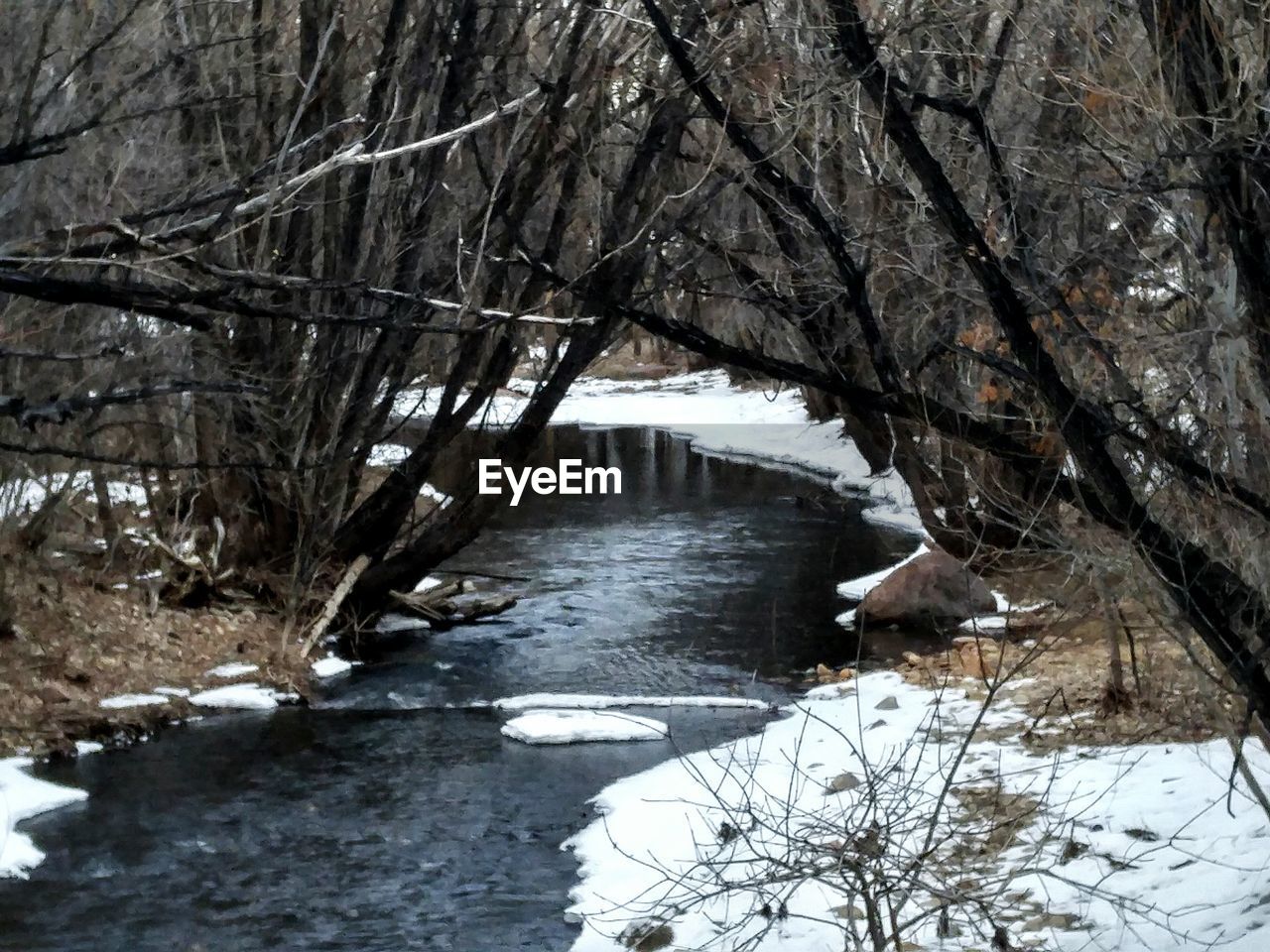 RIVER AMIDST BARE TREES IN FOREST