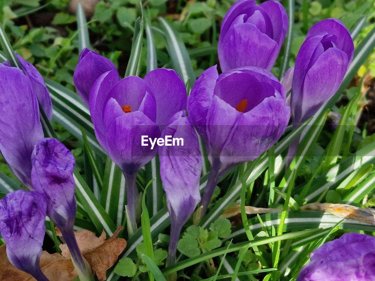 plant, purple, flower, flowering plant, freshness, beauty in nature, growth, fragility, close-up, petal, nature, inflorescence, leaf, plant part, flower head, no people, day, high angle view, green, outdoors, iris, botany, springtime, blossom