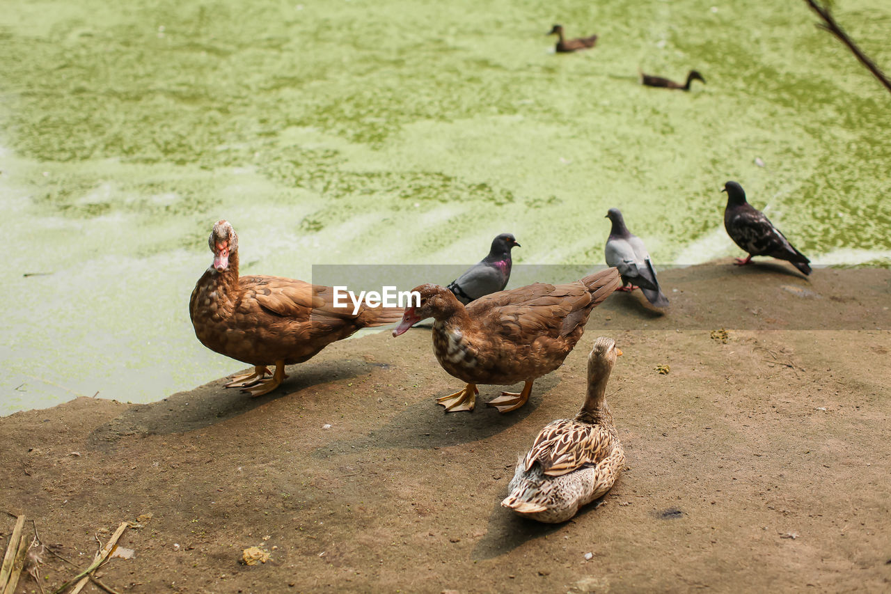 HIGH ANGLE VIEW OF DUCKS ON LAND