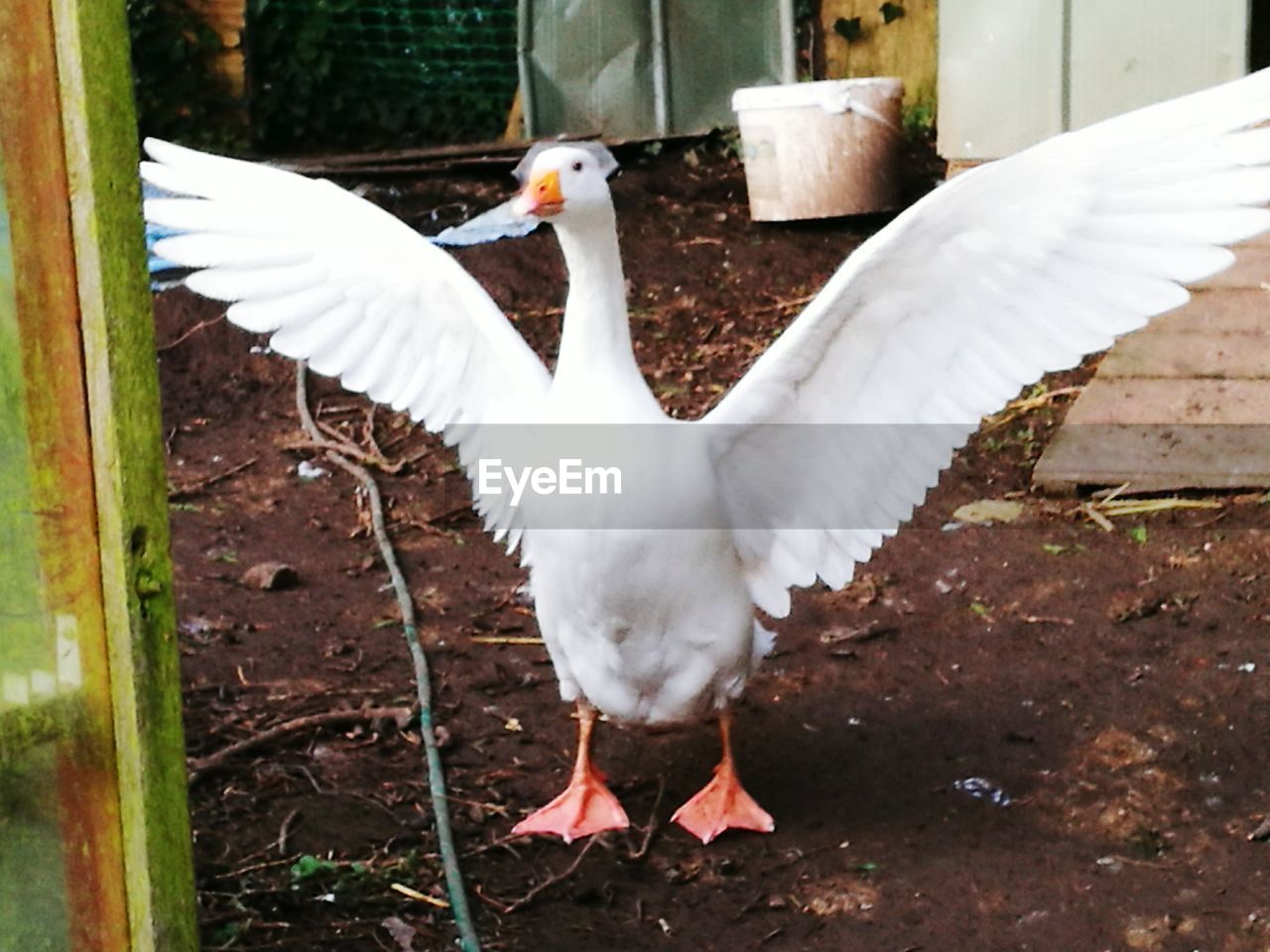 CLOSE-UP OF SWAN ON FLOOR