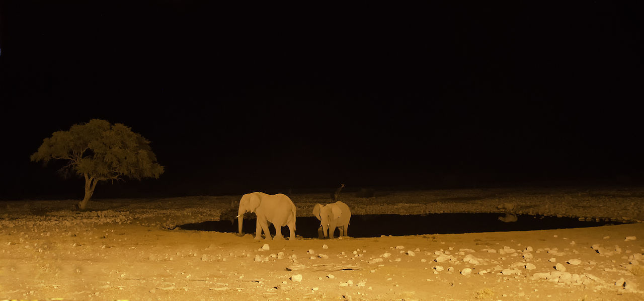 GROUP OF SHEEP ON GROUND AT NIGHT