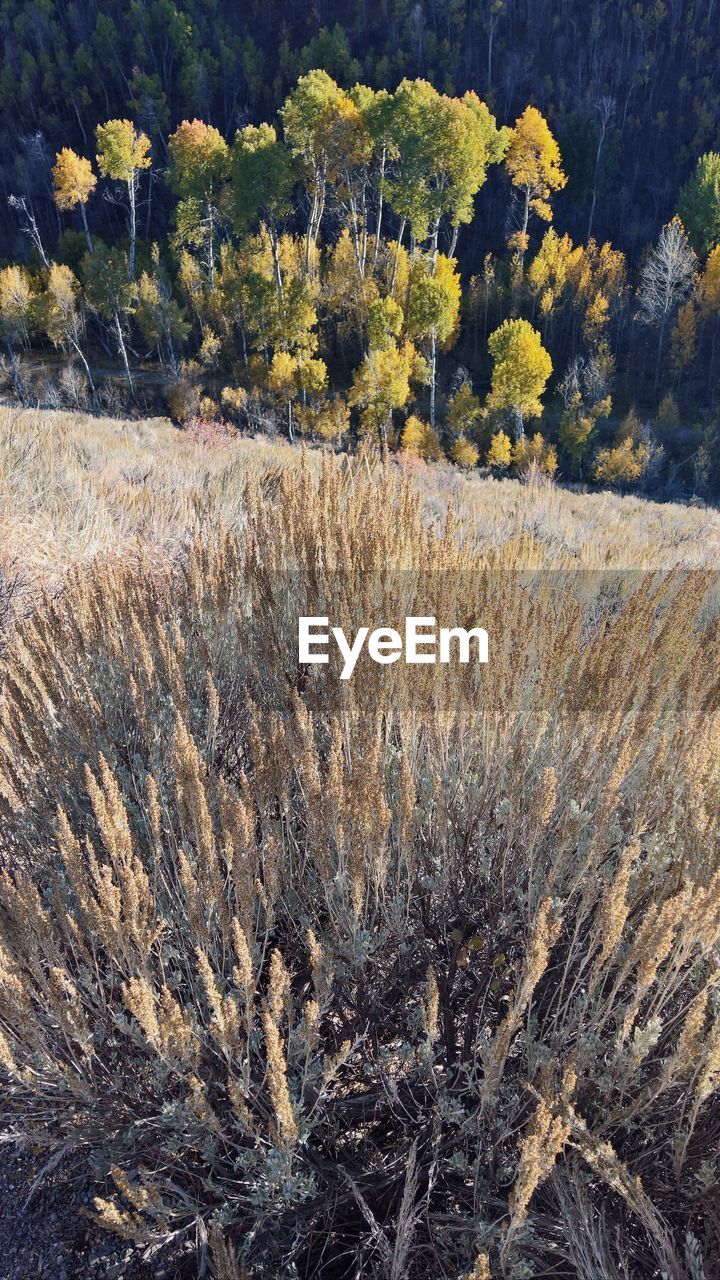 HIGH ANGLE VIEW OF PLANTS ON FIELD