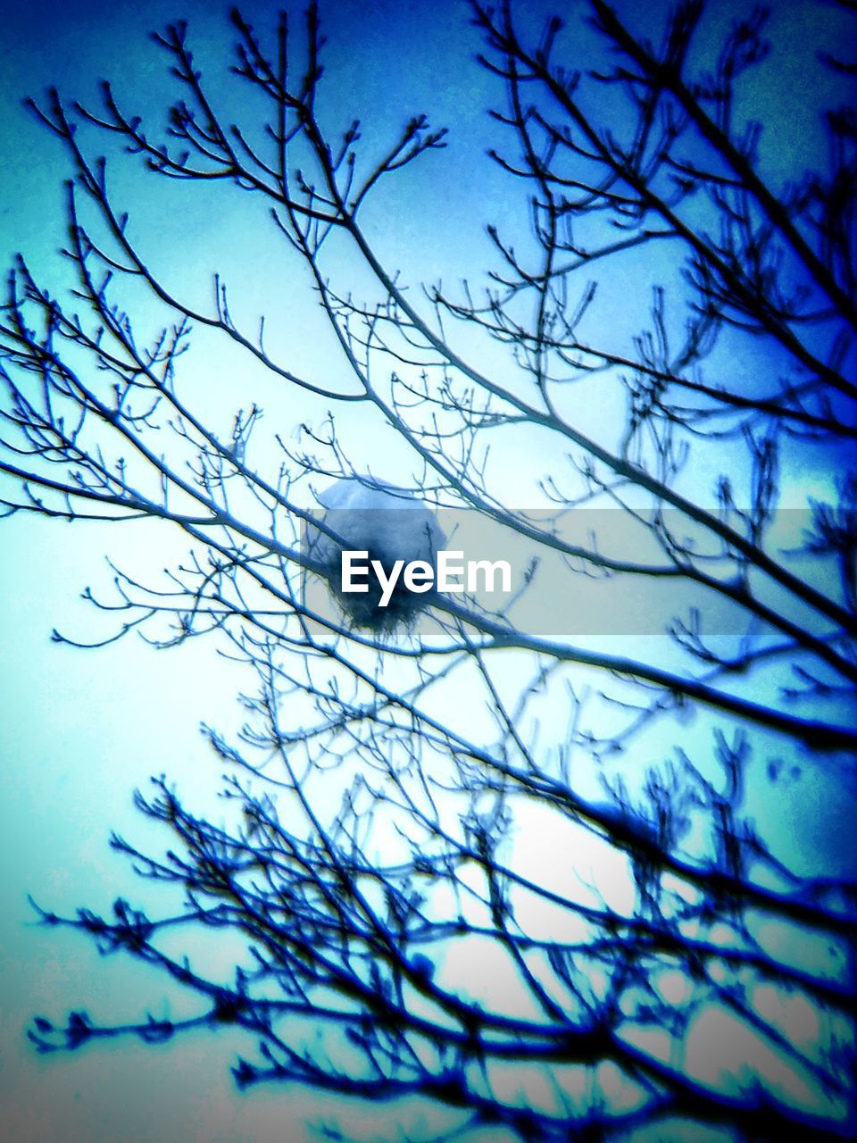 LOW ANGLE VIEW OF BARE TREE AGAINST SKY