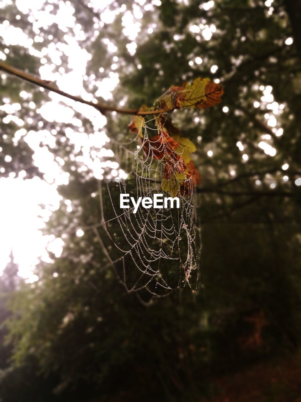 LOW ANGLE VIEW OF SPIDER WEB ON PLANT