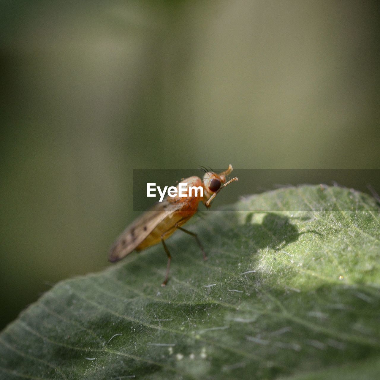 CLOSE-UP OF AN INSECT