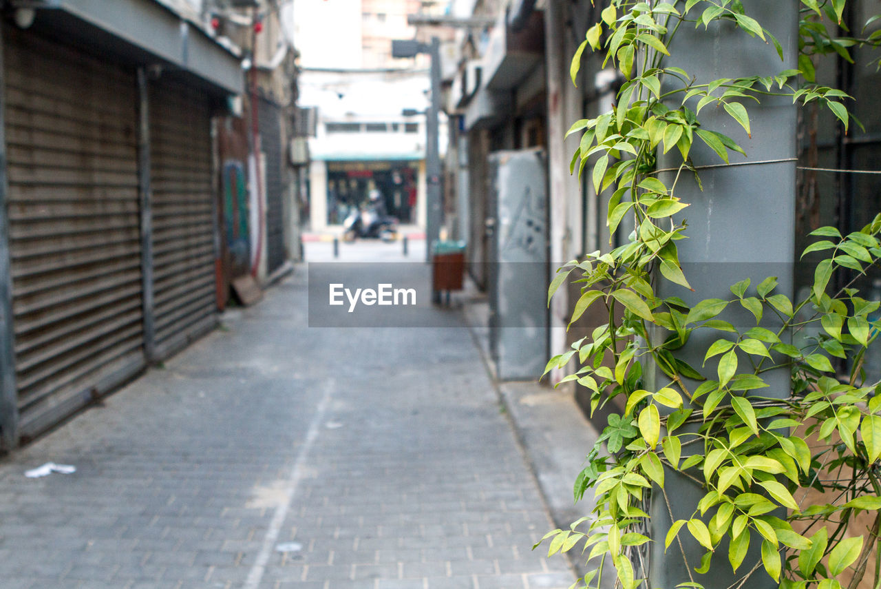 Plants amidst buildings