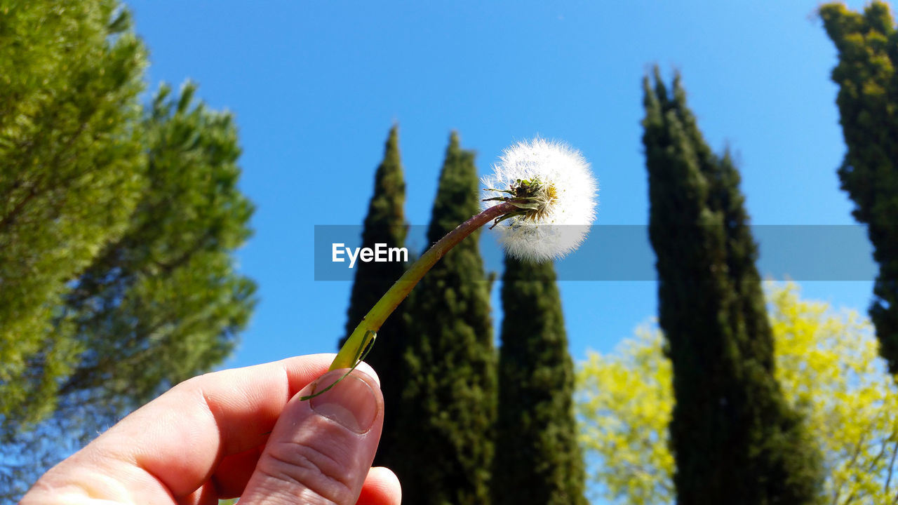 Close-up of hand holding dandelion against clear blue sky