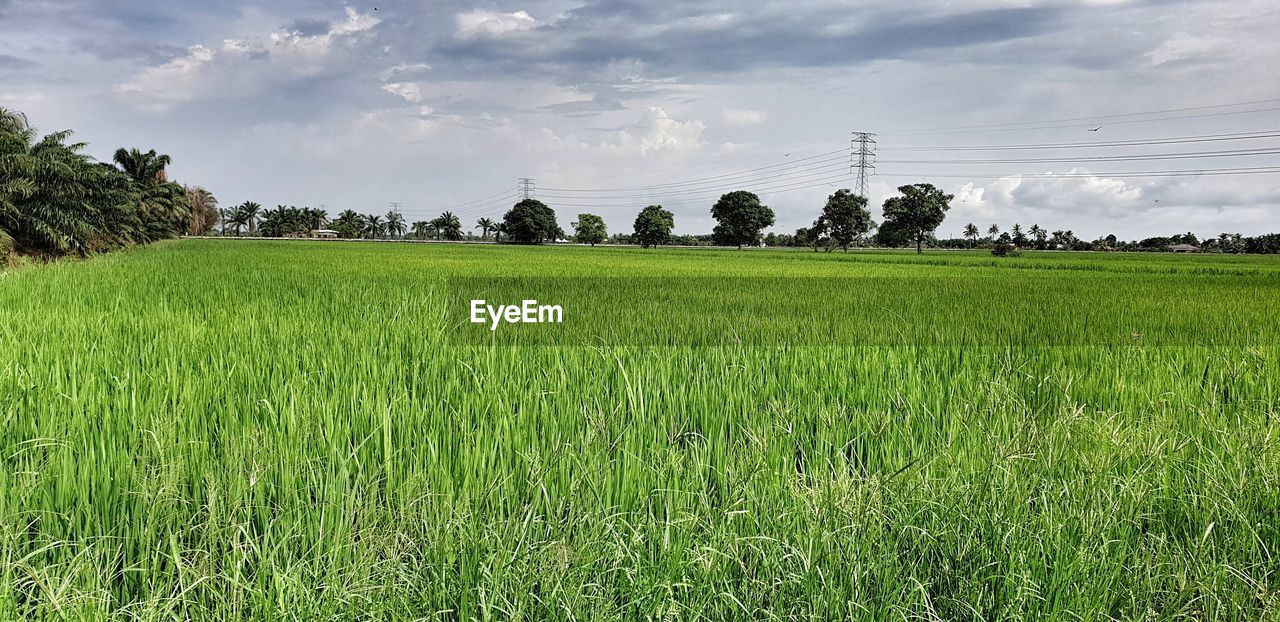 SCENIC VIEW OF FARM AGAINST SKY